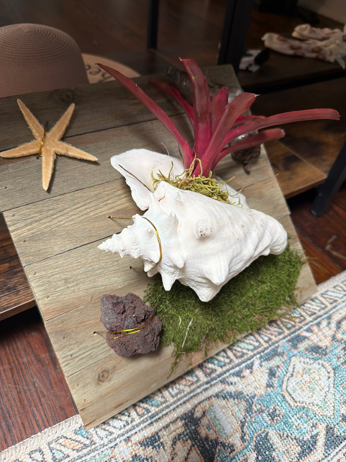Conch Shell Air Plant