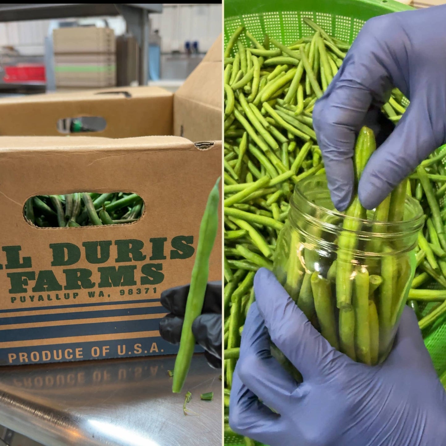 Pickled Green Beans | Spicy Dill | Artisanal Pickles