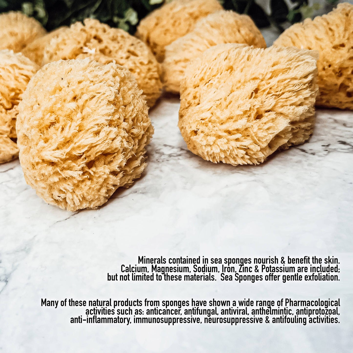 Dead Sea Sponge, All Natural Body Wash Loofah 4-5"