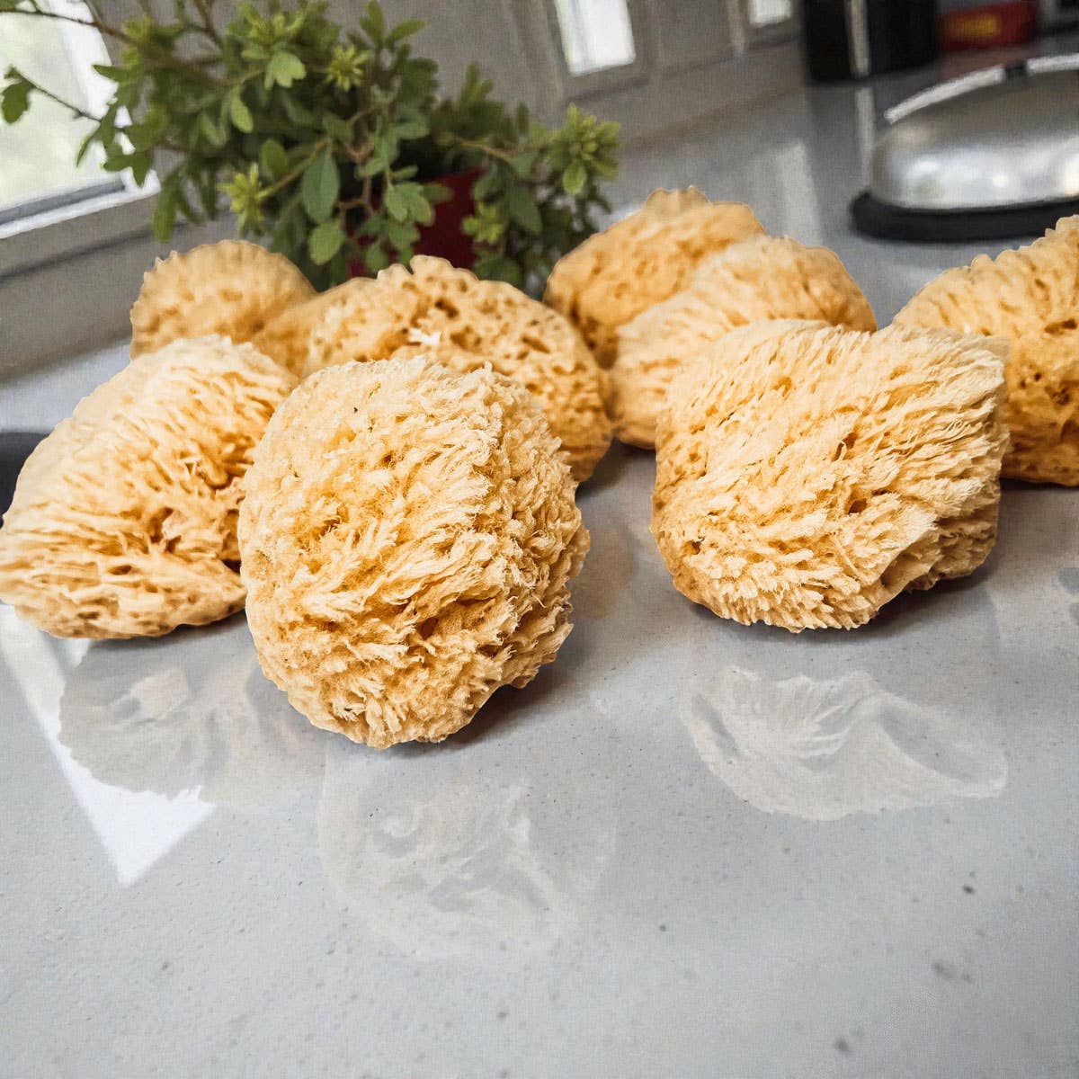 Dead Sea Sponge, All Natural Body Wash Loofah 4-5"
