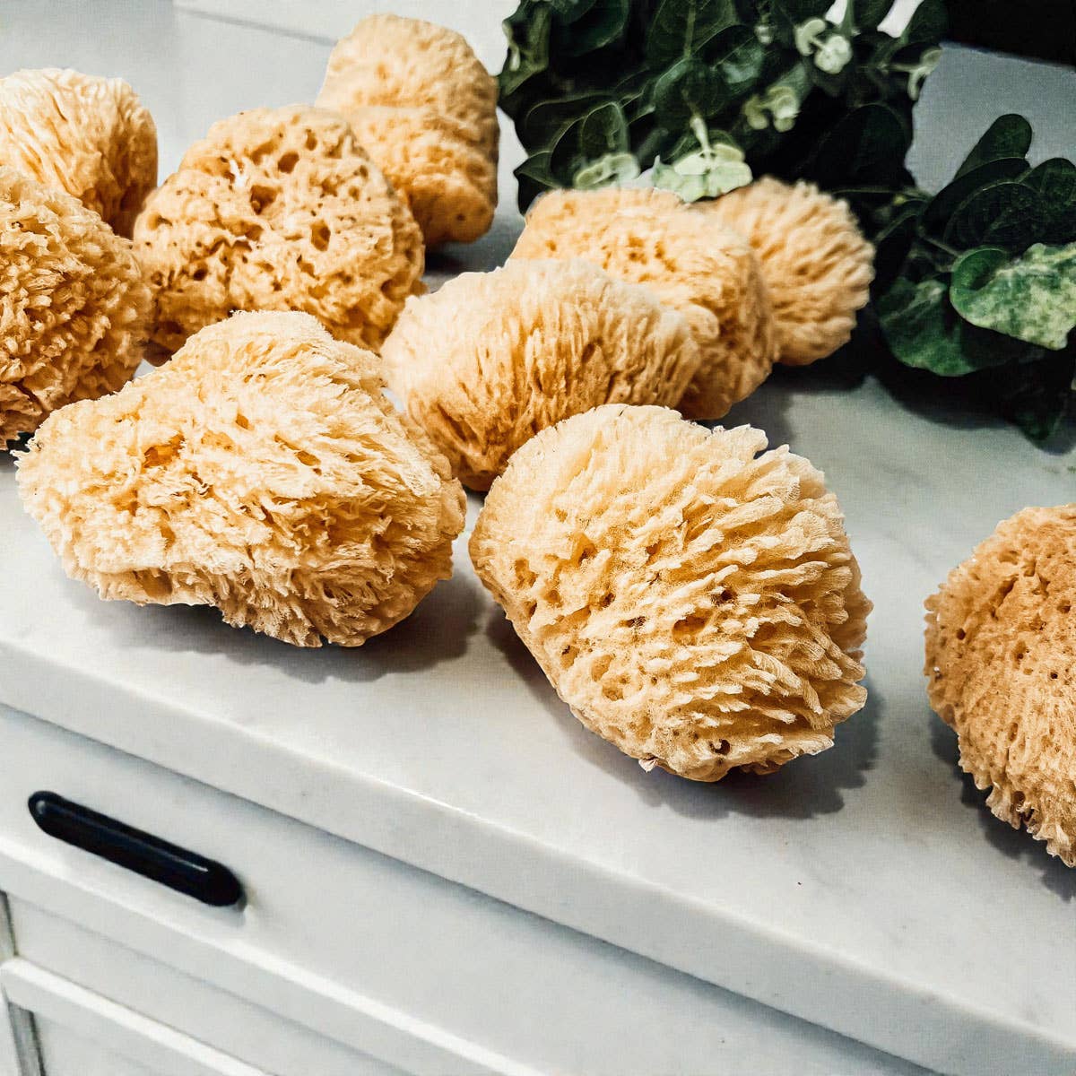 Dead Sea Sponge, All Natural Body Wash Loofah 4-5"