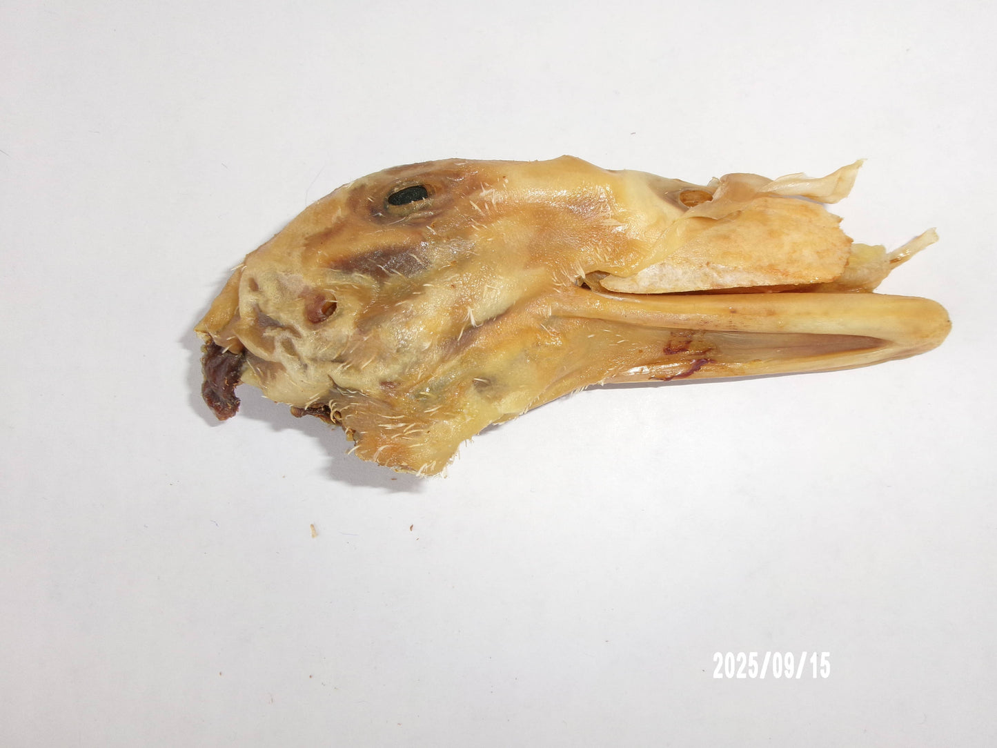Duck Head 2Pk