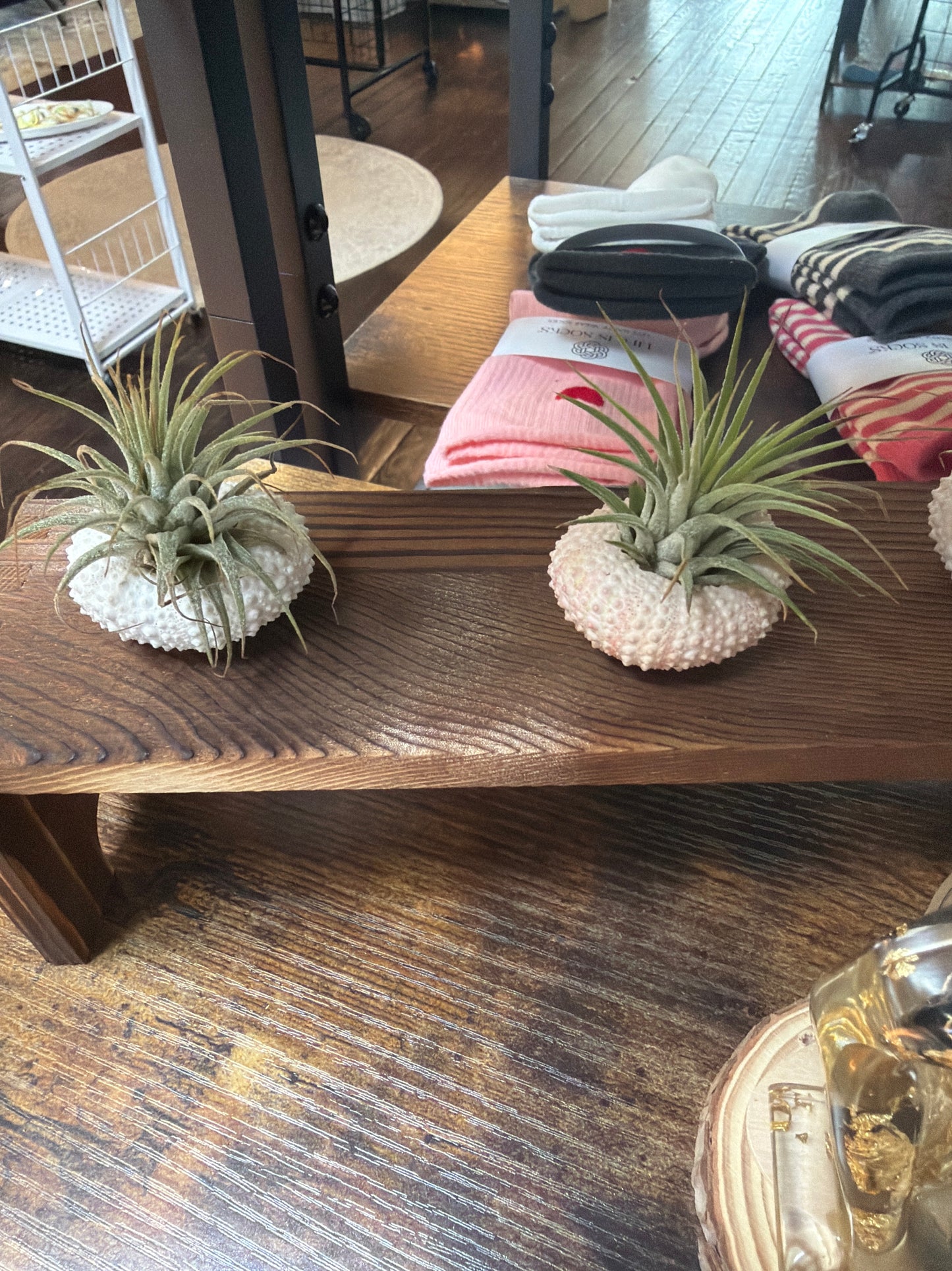 Urchin Air Plants