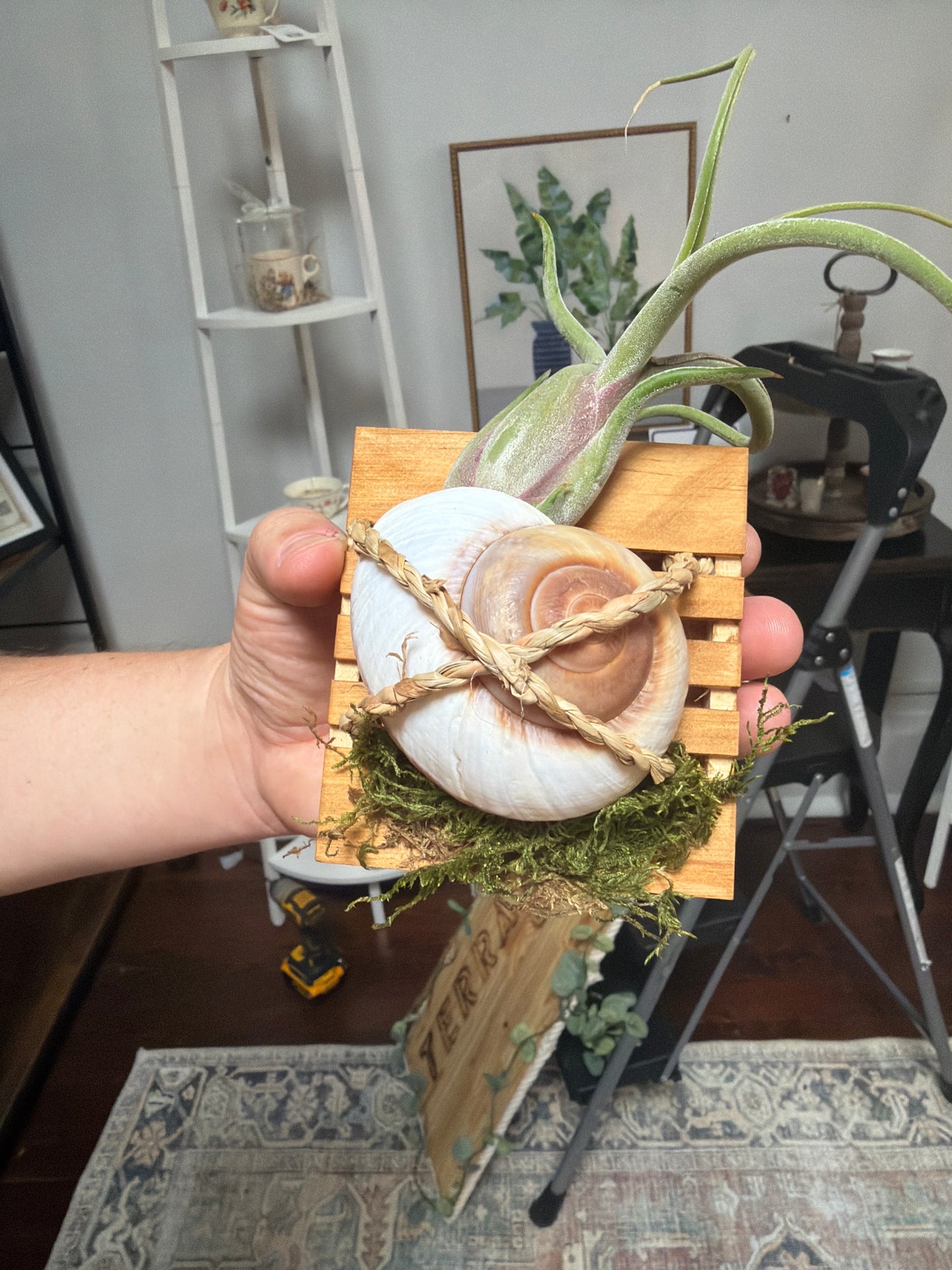 Hanging Air Plant - Med