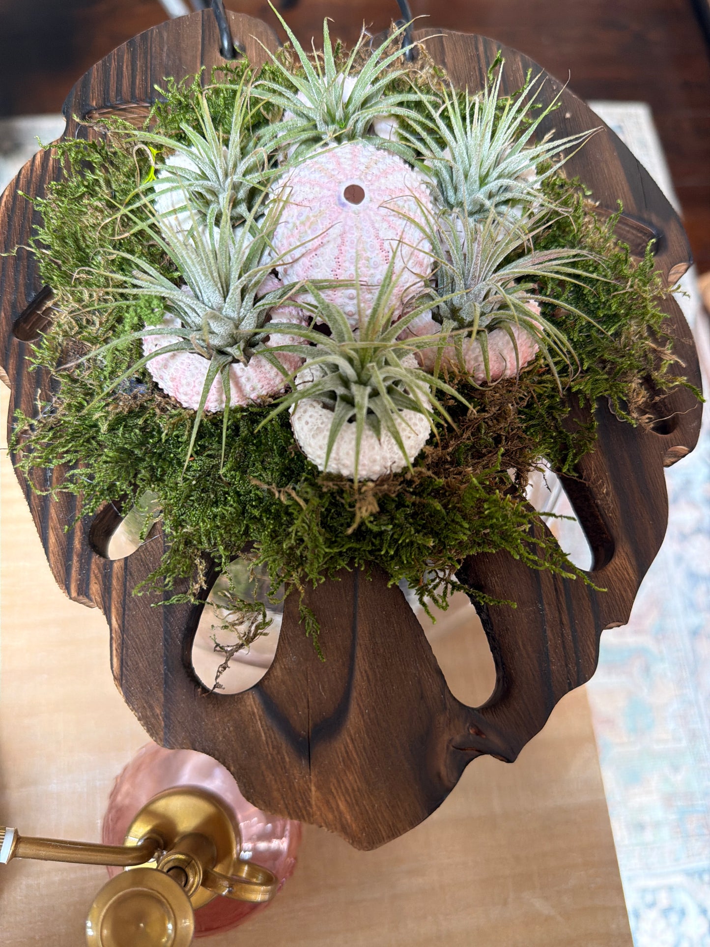 Hanging Air plant leaf