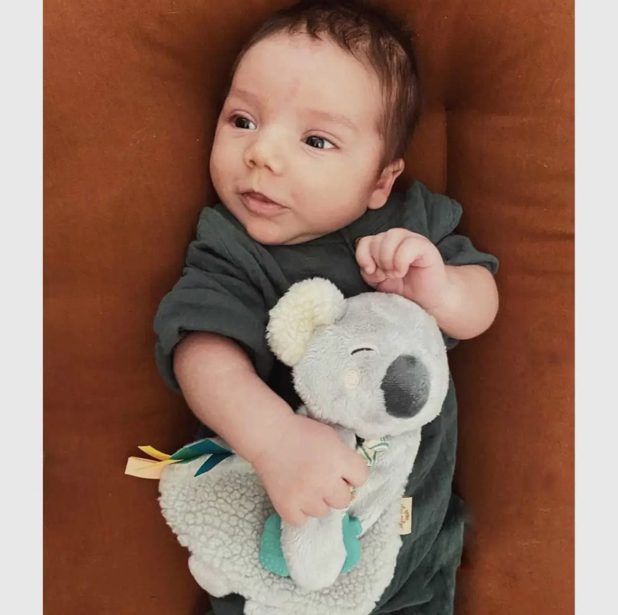 Kayden the Koala
