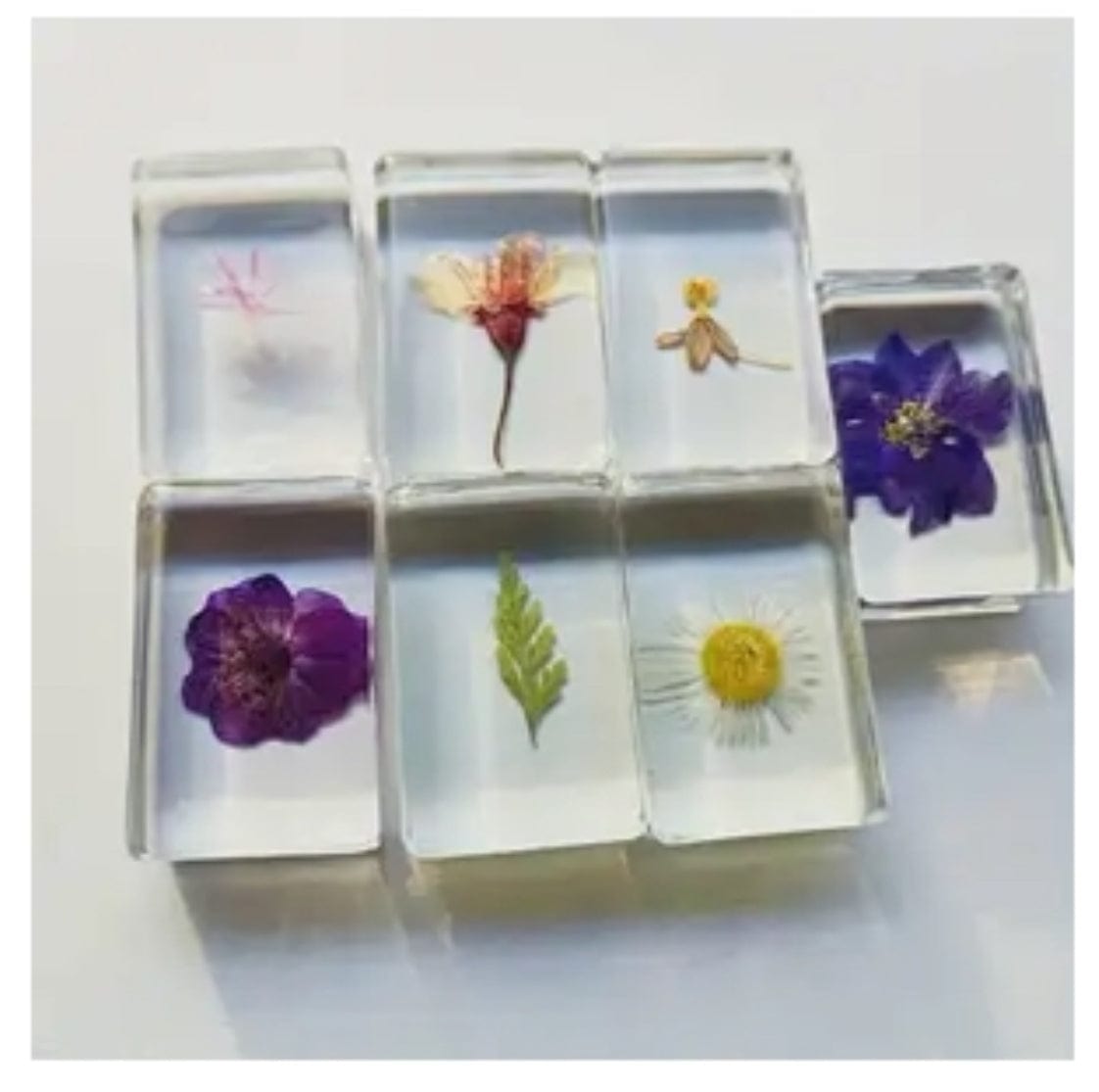 Plant Specimens in Resin