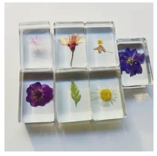 Plant Specimens in Resin