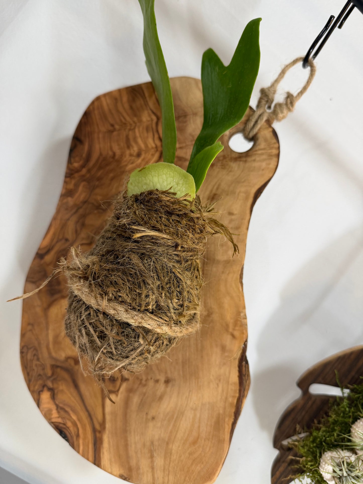 Hanging Air Plant of