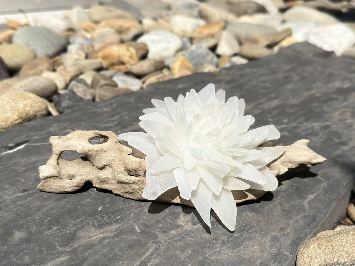 White Lotus Driftwood