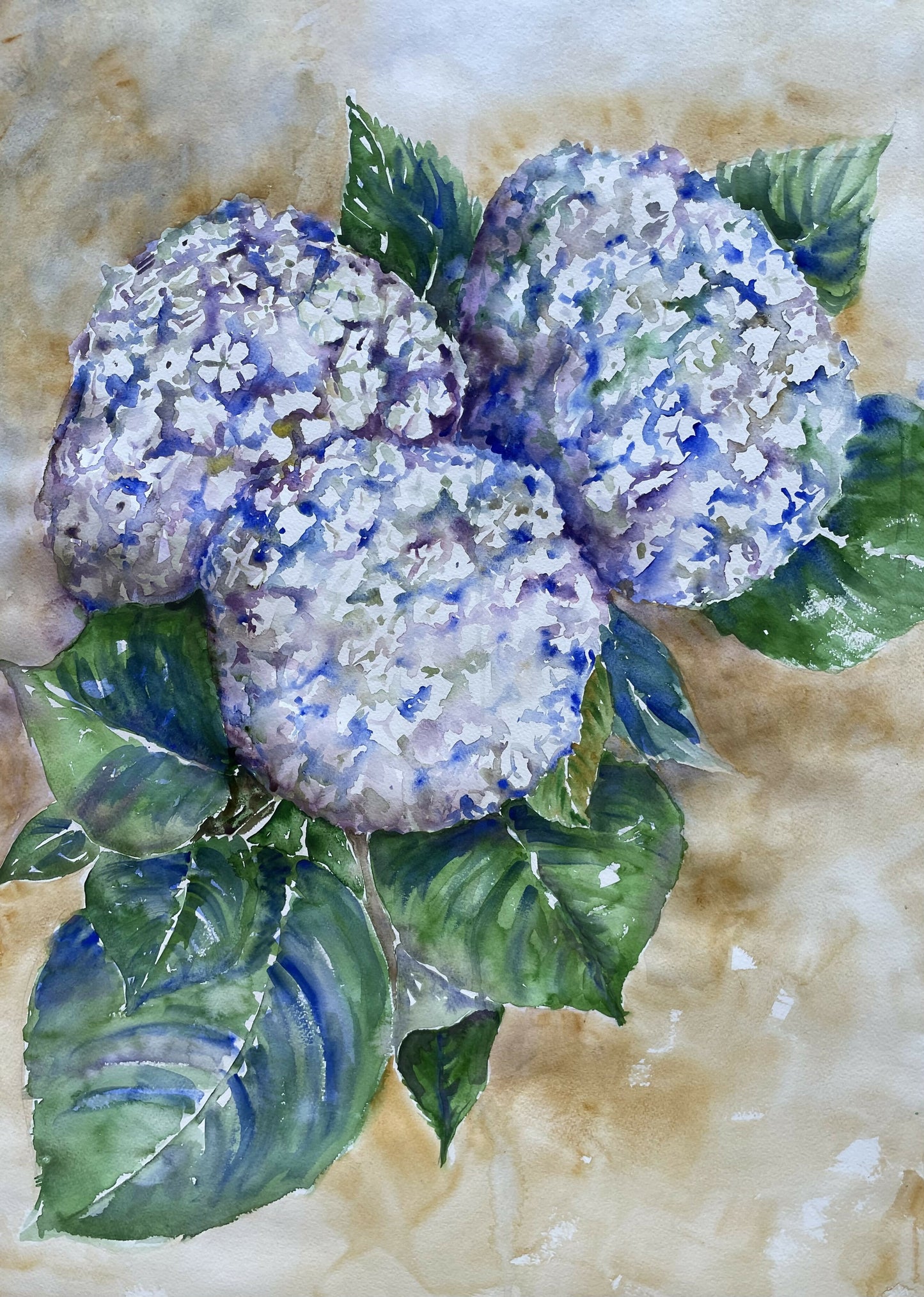 Hydrangeas gold watercolor