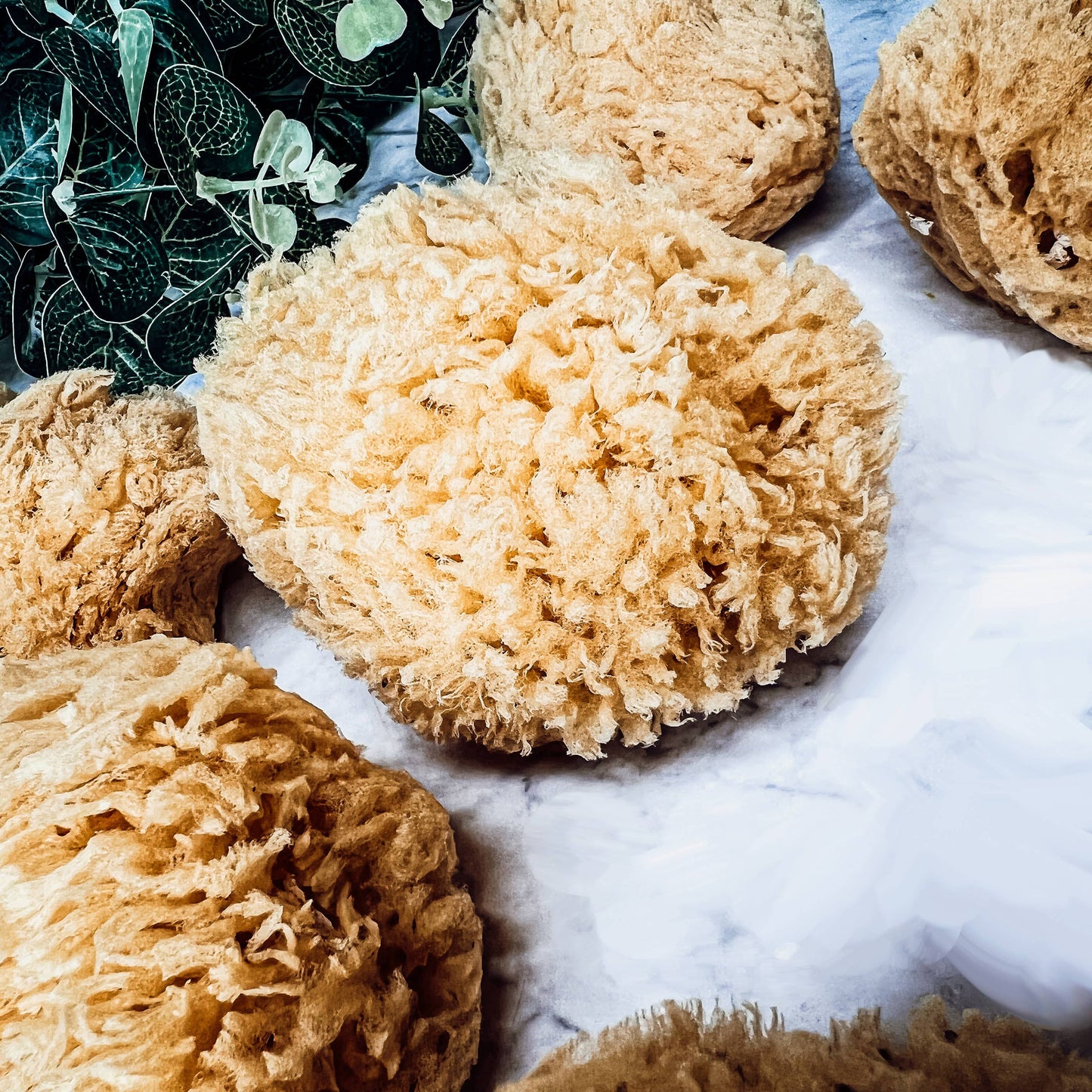 Dead Sea Sponge, All Natural Body Wash Loofah 4-5"