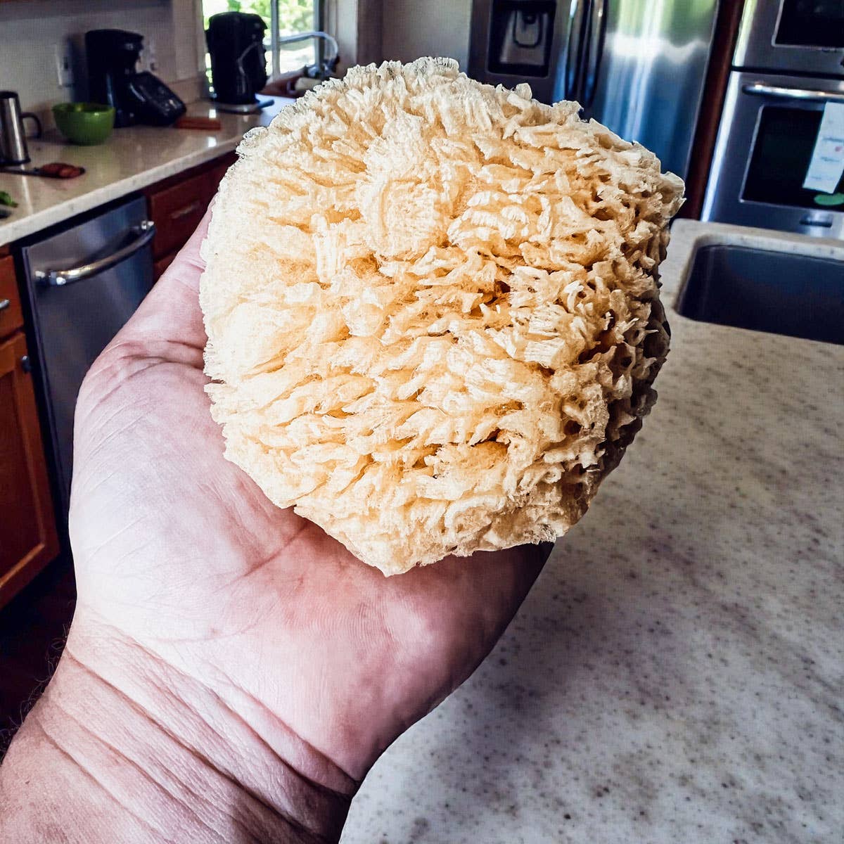 Dead Sea Sponge, All Natural Body Wash Loofah 4-5"