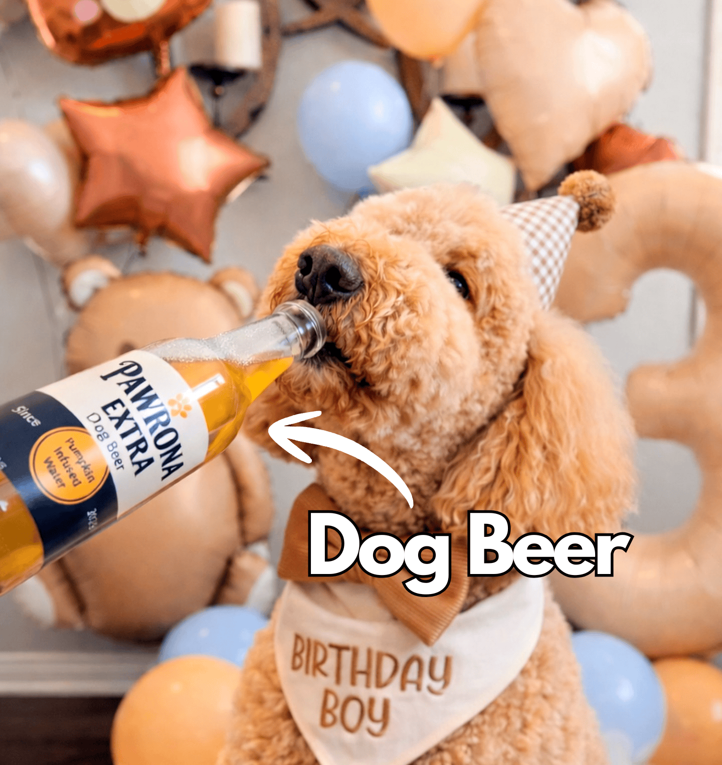 Paw-Rona Dog Beer 12oz | 10ct | Pumpkin 